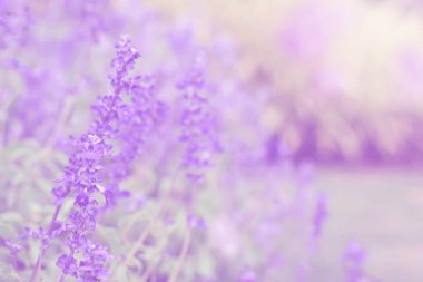 Yumuşak güzel lavanta Çiçek bahçesinde üzerinde bulanıklık
