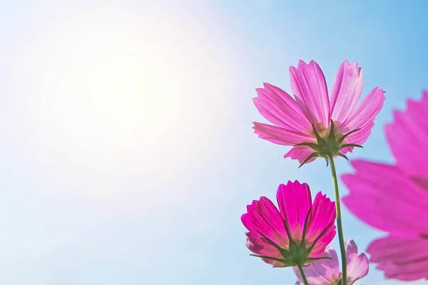 Cosmos rosa flor bajo la luz del sol y el cielo azul con espacio de copia f — Foto de Stock