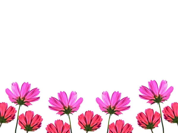 Kosmos květina izolovaných na bílém pozadí prostoru pro text — Stock fotografie