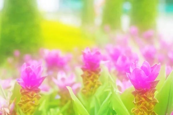 Solf desenfoque siam tulipán flor (flor de Krachai) sobre fondo verde en el jardín . — Foto de Stock