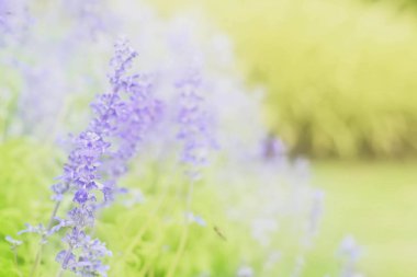 Yumuşak güzel lavanta Çiçek bahçesinde üzerinde bulanıklık