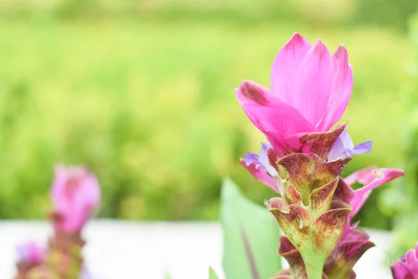 Siam tulip flower  ( Krachai flower ) on green background in the — Stock Photo, Image