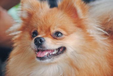 Şirin Alman spitz köpek closeup portresi