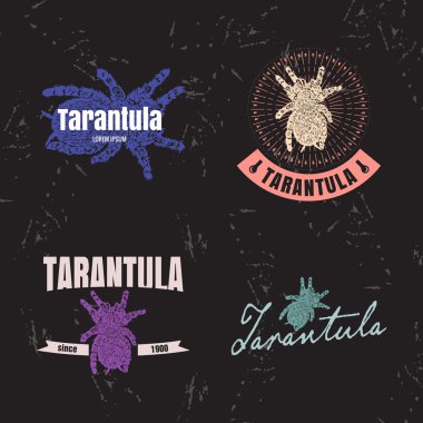 Vektör logosu ile örümcek tarantula ayarla