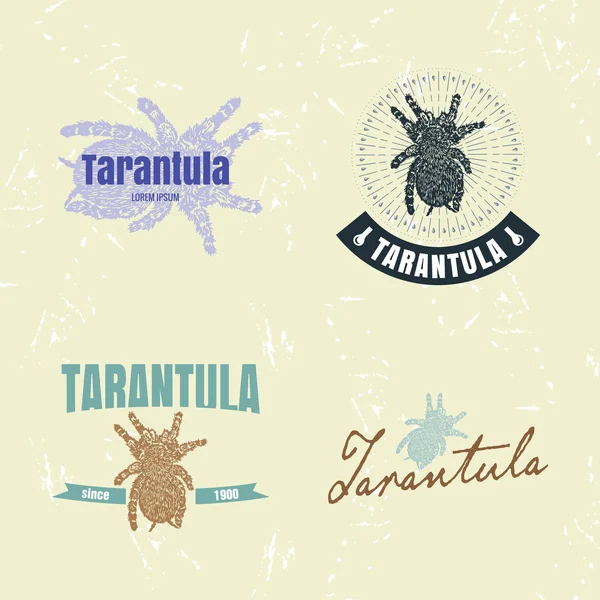 クモをタランチュラと設定のベクトルのロゴ — ストックベクタ