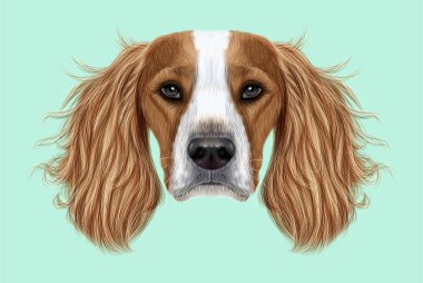Resimli portre İngiliz Springer Spaniel köpek