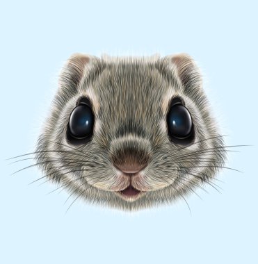 Illustrated portrait of Flying squirrel clipart