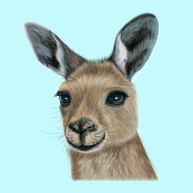 Illustrated portrait of Kangaroo clipart