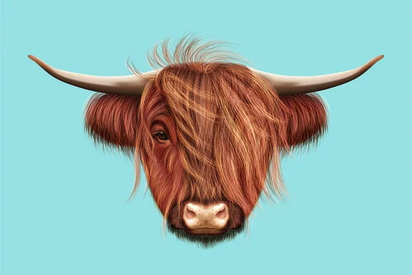 Illustrerade porträtt av Highland cattle — Stockfoto