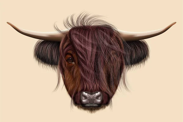 Иллюстрированный портрет высокогорного скота — стоковое фото