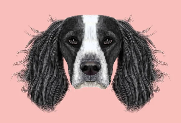 Illustrated Portrait of English Springer Spaniel dog — Stock Photo, Image