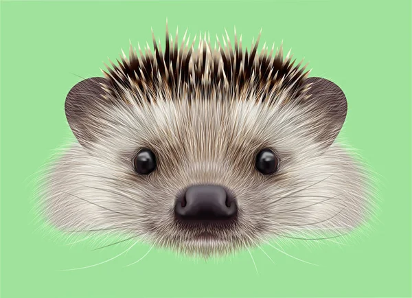 Geïllustreerde portret van Hedgehog — Stockfoto