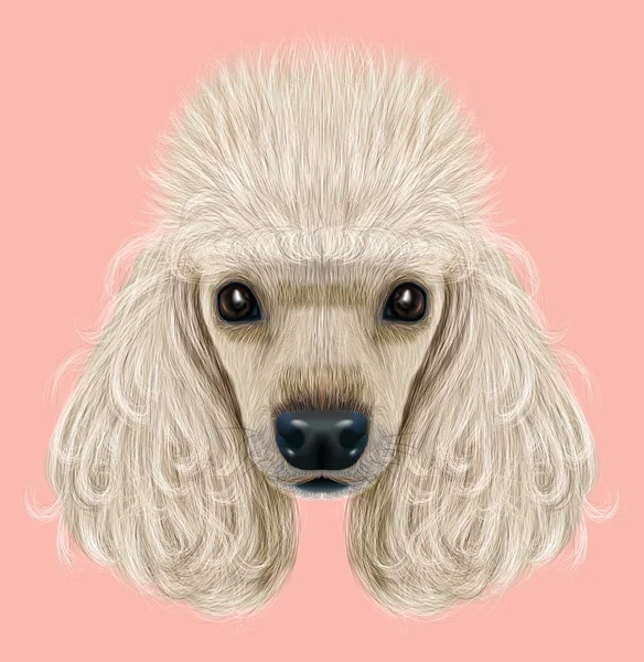 Retrato ilustrado de perro caniche —  Fotos de Stock