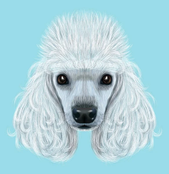 Retrato ilustrado de cão Poodle — Fotografia de Stock