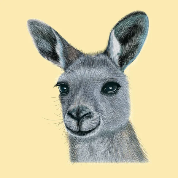 カンガルーのイラスト肖像画. — ストック写真