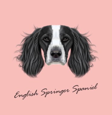 Vektör portre İngiliz Springer Spaniel köpek resimli.