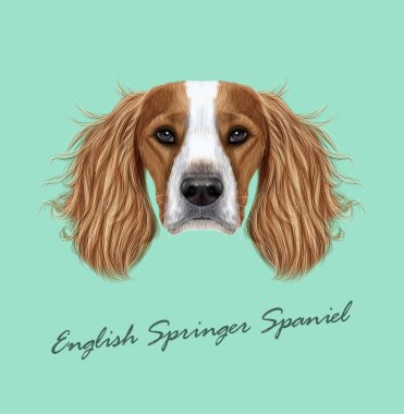 Vektör portre İngiliz Springer Spaniel köpek resimli