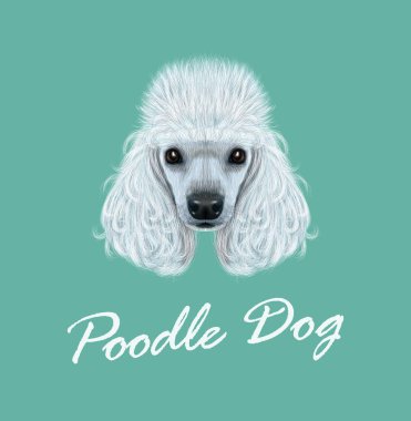 Vektör portre kaniş köpek resimli