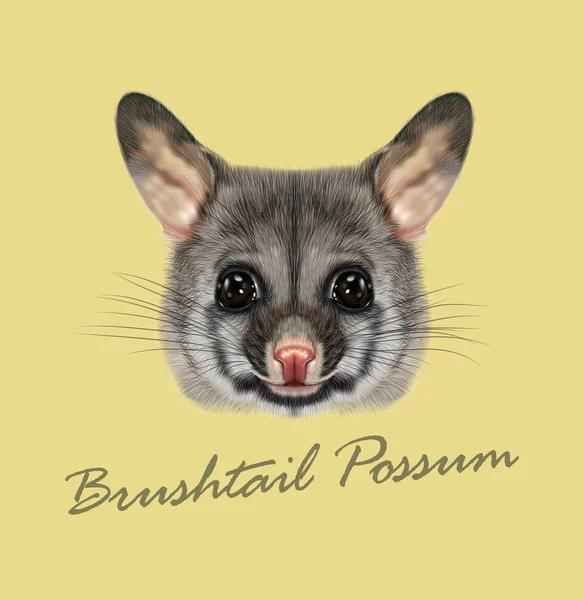 Vector Illustrated portrait of Common brushtail possum — Stock Vector