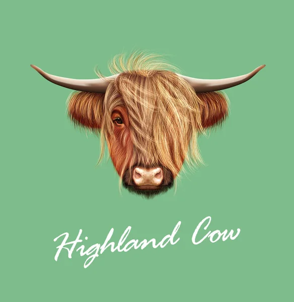 Vector Illustrated portrait of Highland cattle. — Stock Vector