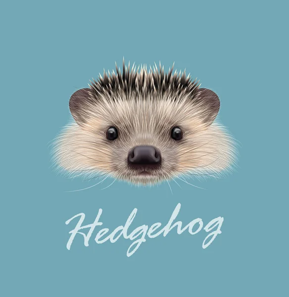 Vector Illustrated portrait of Hedgehog — Stock Vector