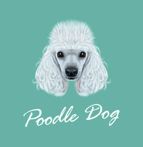 Vector illustrated Portrait of Poodle dog — Stock Vector