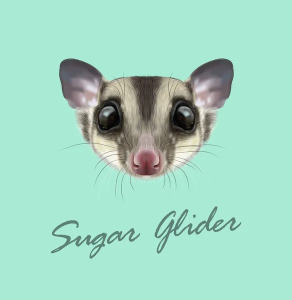 Vector illustrerad porträtt av socker glida — Stock vektor