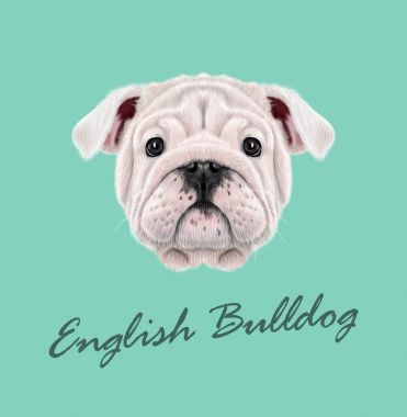 İngilizce Bulldog köpek yavrusu vektör Illustrated portresi.