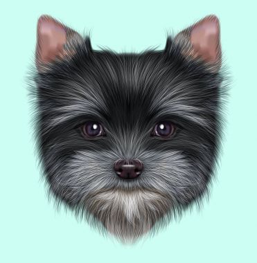 Yorkshire Terrier köpek resimli portresi