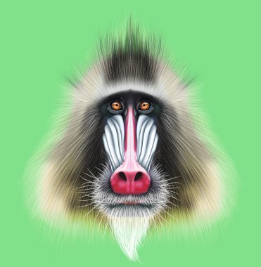 Resimli Mandrill'di maymun portresi.