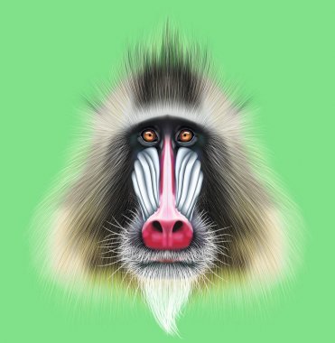 Illustrated portrait of Mandrill monkey. clipart