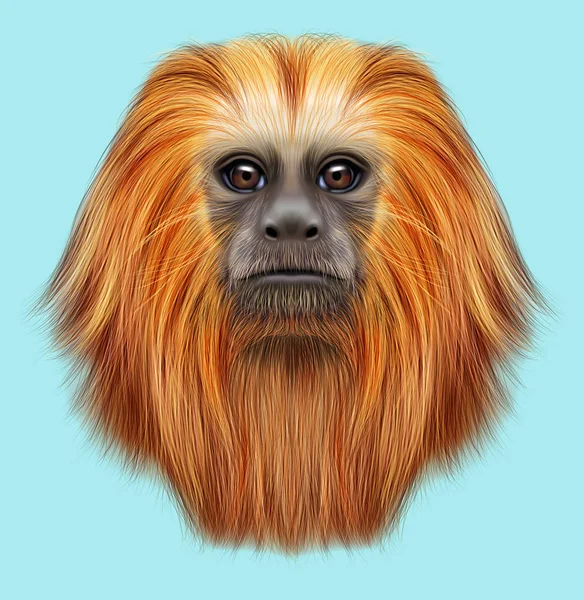 金狮狨猴的插图的肖像 — 图库照片