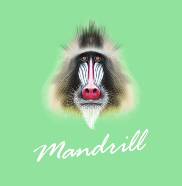 Mandrill'di maymun vektör Illustrated portresi