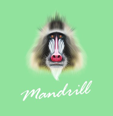 Vector Illustrated portrait of Mandrill monkey clipart
