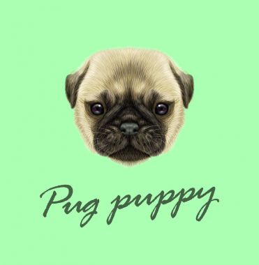 Pug köpek yavrusu vektör Illustrated portresi