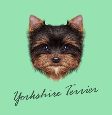 Yorkshire Terrier köpek yavrusu vektör Illustrated portresi