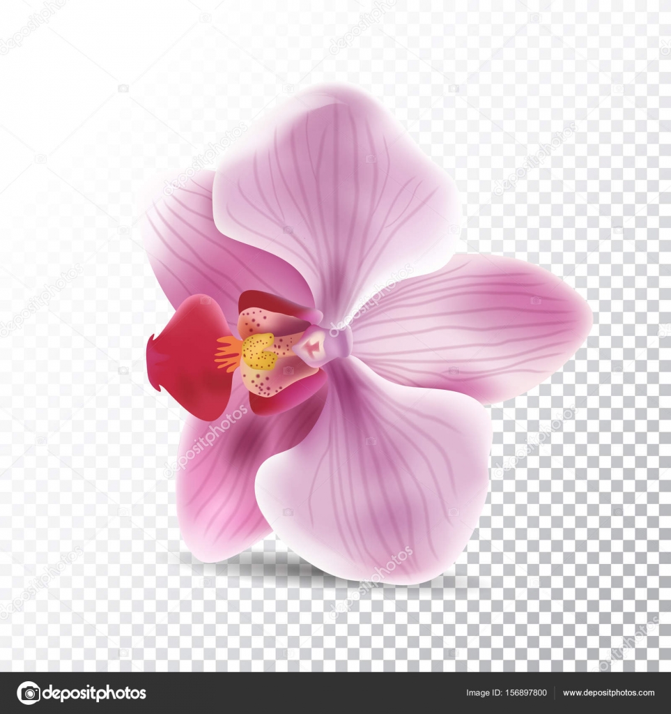 Fleur d\u0027orchidée isolé sur fond transparent. Illustration