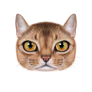 Habeş kedisi illüstrasyon portresi.