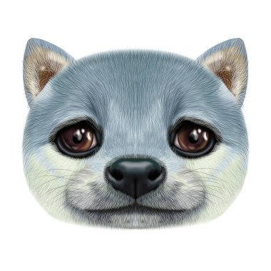 Shiba Inu köpek resimli portresi.