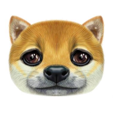 Shiba Inu köpek resimli portresi.