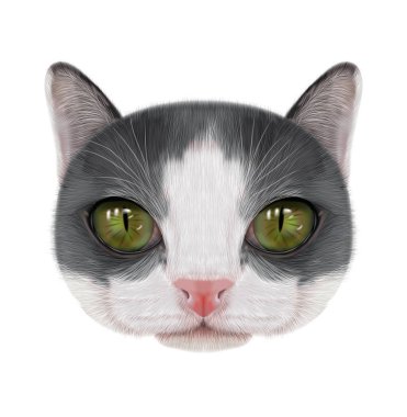 Resimde portre yerli kedi.