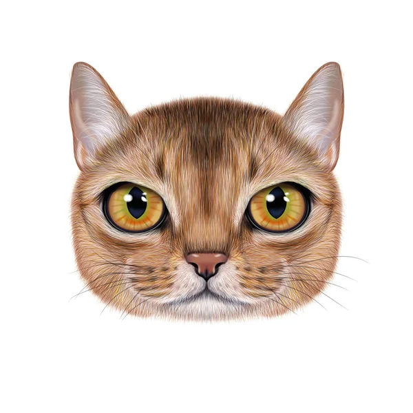 Ilustrace portrét habešský kočky. — Stock fotografie