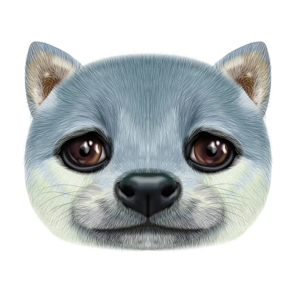 Illustrated portrait of Shiba Inu Dog. — Stock Photo, Image