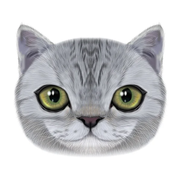 Illustrazione Ritratto di gatto domestico . — Foto Stock