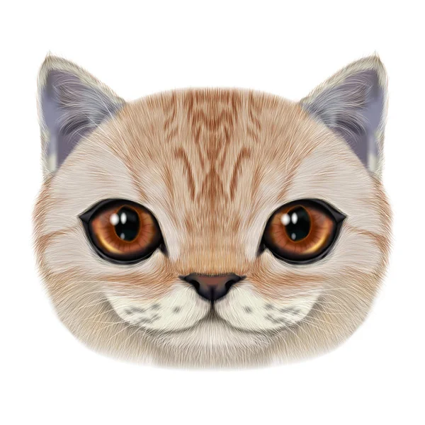 Ilustrace portrét domácí kočka. — Stock fotografie