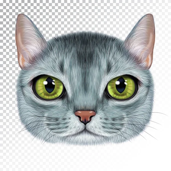 Retrato de ilustración vectorial del gato abisinio . — Archivo Imágenes Vectoriales