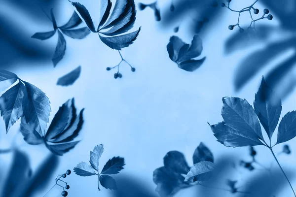 Blue leaves and berries levitate on blue background. Transparent airy Floral frame, copy space