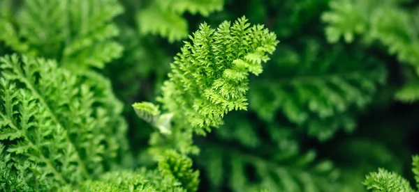 Beautyful leaves green foliage. Natural floral monochrome background, banner format