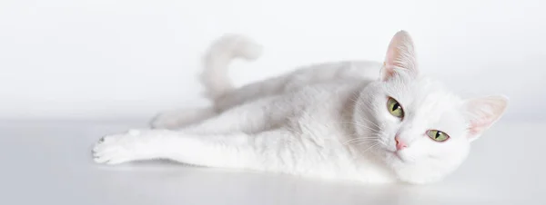 Le Chaton Albinos Images Libres De Droit Photos De Le Chaton Albinos Depositphotos Le Chaton Albinos Images Libres De Droit Photos De Le Chaton Albinos Depositphotos