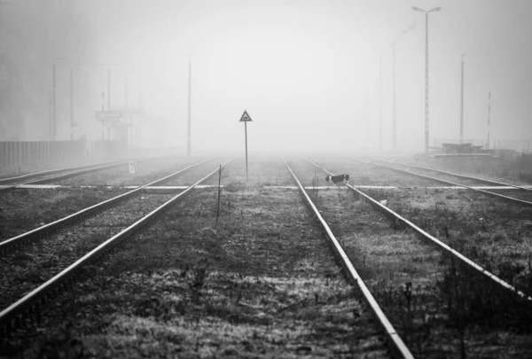 Alone Dog Crossong Spoorweg Voetgangers Kruis Bij Spoorwegkruising Mistige Ochtend — Stockfoto